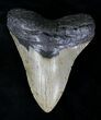Huge Megalodon Tooth - North Carolina #21653-1